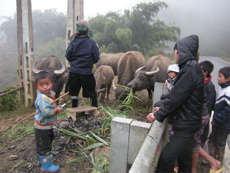 Những[-]đứa[-]trẻ[-]theo[-]cha[-]mẹ[-]lùa[-]trâu[-]xuống[-]vùng[-]thấp[-]tránh[-]rét